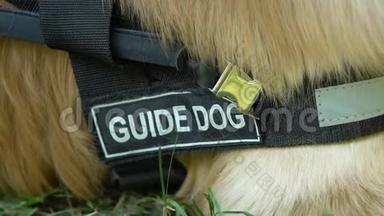 带导盲犬的宠物，项圈躺在草地上，受过特殊训练的狗